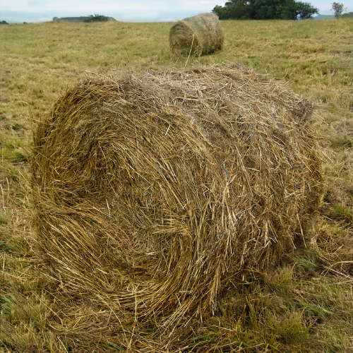 Hay production